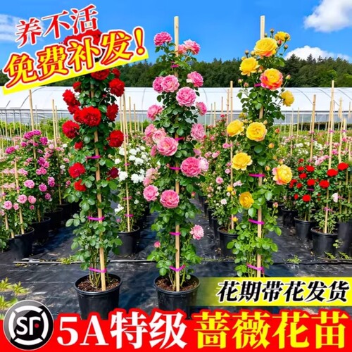 月季花苗开花爬藤四季盆栽玫瑰花苗特大花卉阳台带花苞庭院好养