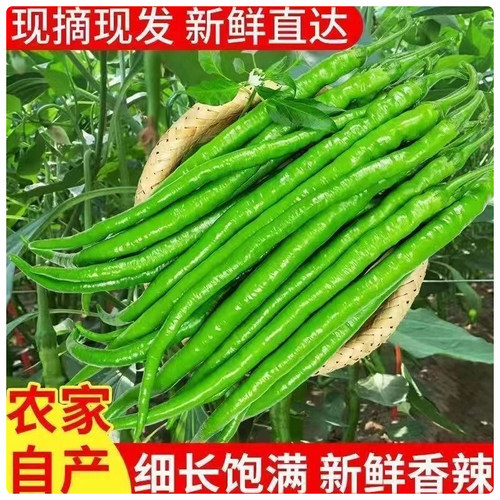 青线椒新鲜线椒小炒肉产地直发