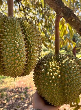 【正宗金枕】顺丰正宗泰国金枕头榴莲新鲜当季带壳整箱应季水果