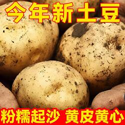 土豆新鲜农家自种马铃薯蔬菜面黄心黄麻子5斤包邮黄皮老品种