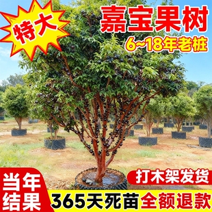 正宗嘉宝果树苗老桩嫁接沙巴艾斯卡树葡萄南北方四季庭院种植结果