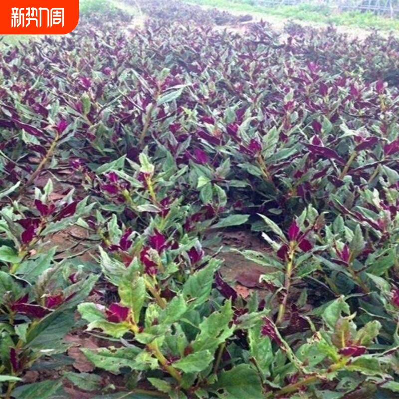 天然补血紫背菜种子观音天葵蔬菜种子血皮红背菜易种高产种籽防寒