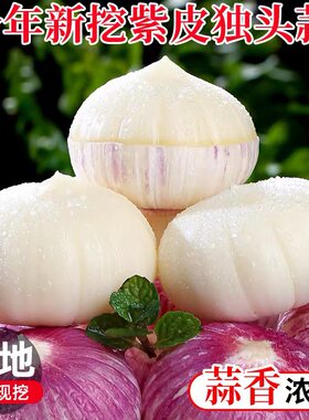 当季新鲜现挖紫皮独头蒜大蒜头独蒜非干蒜湿蒜2026年农家新鲜蔬菜