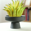 佛手柑苔藓球托盘器皿客厅高脚摆件陶瓷中式 花盆果盘米竹水培蕨类