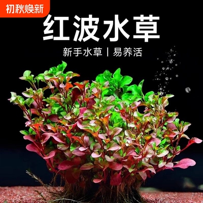 鱼缸红波坨草中后景活体水草自带营养底座淡水好养活懒人造景植物