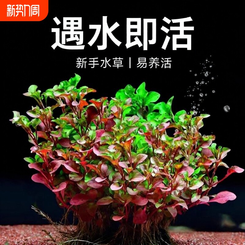 红波水草沉底植物好养鱼缸造景阴性增氧水培植物浮萍定植火焰淡水