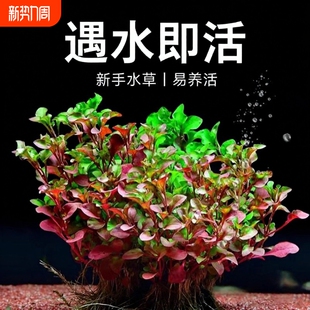 红波水草沉底植物好养鱼缸造景阴性增氧水培植物浮萍定植火焰淡水