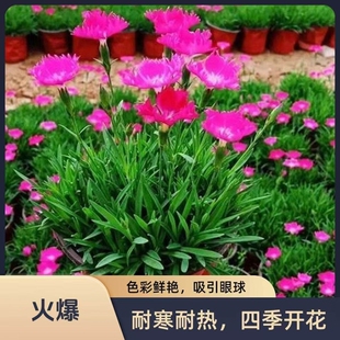 欧石竹初吻粉贝花卉盆栽花苗耐寒地被绿植庭院草坪四季开花带花苞