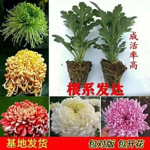 大菊花苗九月菊秋菊大菊花盆栽耐寒花苗牙签小苗大花品种多年生