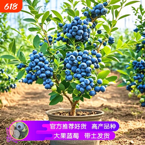 蓝莓苗蓝莓树苗当年结果