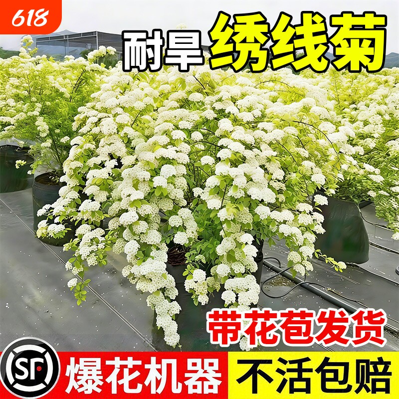 绣线菊苗黄金喷泉八重小手球花卉灌木庭院盆栽植物室外耐热阳台
