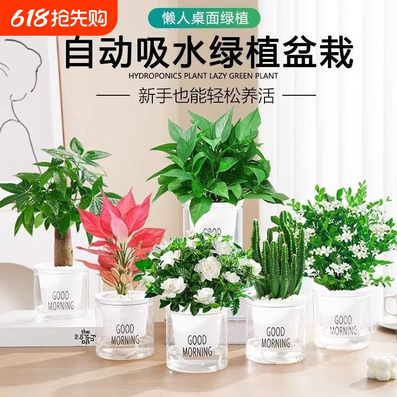 绿萝发财树盆栽吊兰多肉办公室内小绿植驱蚊去除甲醛水培植物花卉