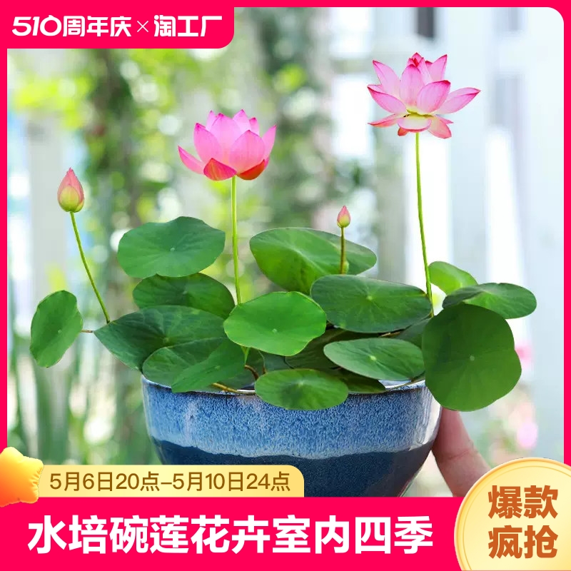 水培植物碗莲四季花卉种子已开口