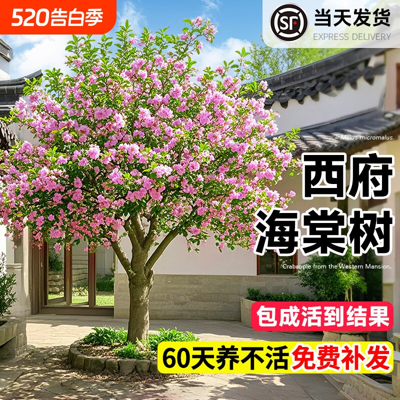 海棠花树苗高杆西府垂丝北美海棠耐寒植物庭院盆栽地栽风景树室外