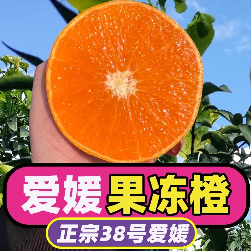 正宗四川眉山38号果冻橙姐妹款青见橙子新鲜水果超甜水果