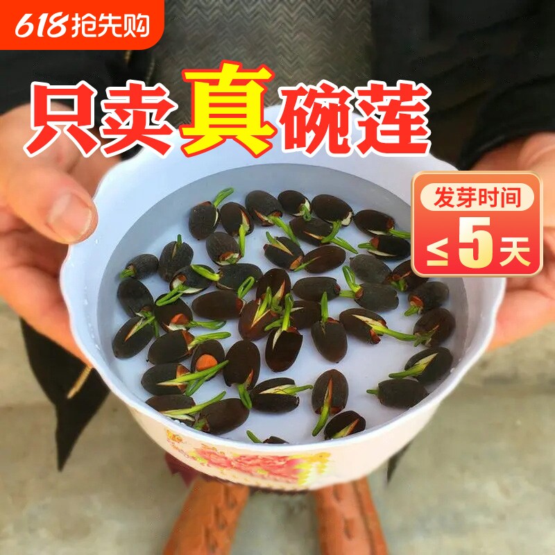 碗莲水培植物种籽子四季开花水生植物室内盆栽睡莲花卉水养