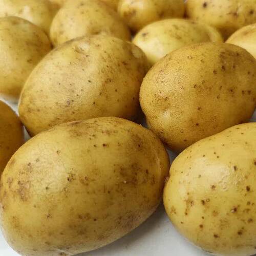 当季黄心土豆新鲜现挖