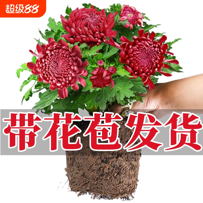 千头菊盆栽带花苞|超1000次加购