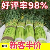 蔬菜 今年新货 新蒜苔2024新鲜蒜苔嫩蒜苔新鲜批发蒜薹蒜毫当季