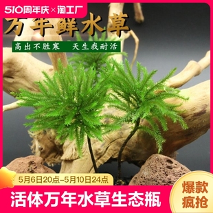 万年藓水草雨林缸生态瓶鱼缸水族箱盆景微景观造景耐活耐低温趣味