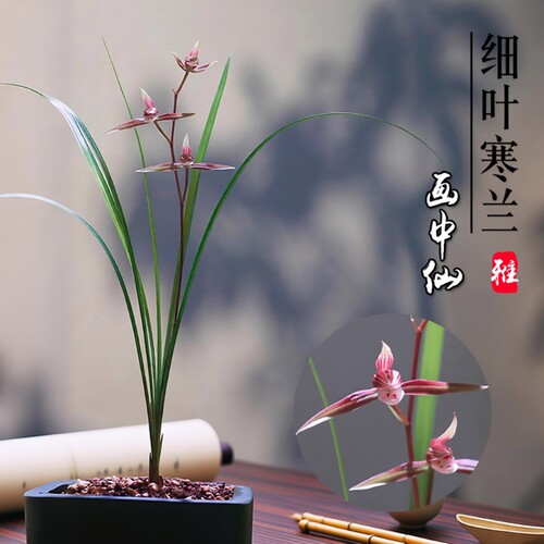 浙江细叶寒兰名贵兰花苗画中仙冬带花苞室内花卉绿植盆栽客厅品种