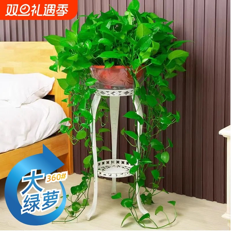 精品绿萝盆栽净化空气除甲醛室内
