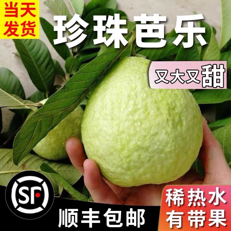 顺丰包邮脆甜爽口番石榴白心芭乐果新鲜现摘广东当季水果硬脆芭乐,水产肉类/新鲜蔬果/熟食,番石榴/芭乐,淘宝优惠券,粉丝福利购,淘宝优惠卷