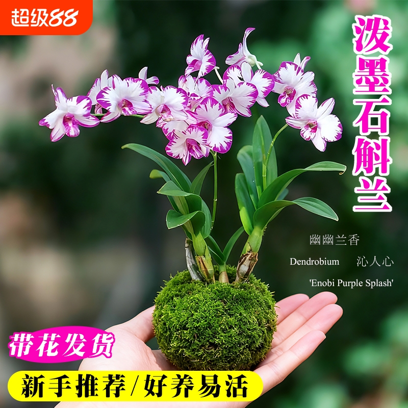 现带花苞名贵泼墨秋石斛兰花苗室内好养浓香懒人水培盆栽花卉绿植