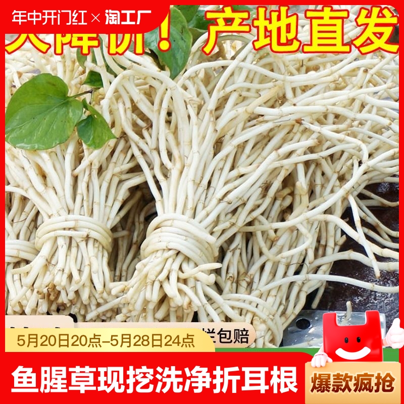 现挖新根鱼腥草根3/5斤折耳根新鲜嫩根可凉拌四川贵州菜鱼星草 水产肉类/新鲜蔬果/熟食 其它 原图主图