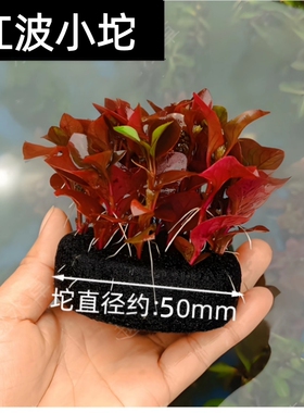 红波坨草鱼缸装饰植物增氧净化水质红色阴性中后景 营养坨草沉底