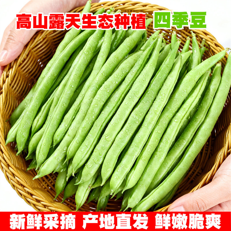 云南四季豆新鲜现摘油豆角露天种植无筋豆嫩豇豆当季农家时令蔬菜