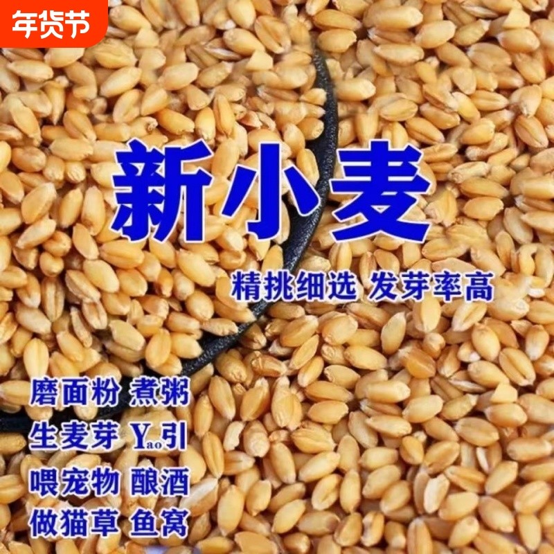 2025年新小麦粒干小麦种子干麦子猫草自种麦芽糖磨面喂鸡园艺用品