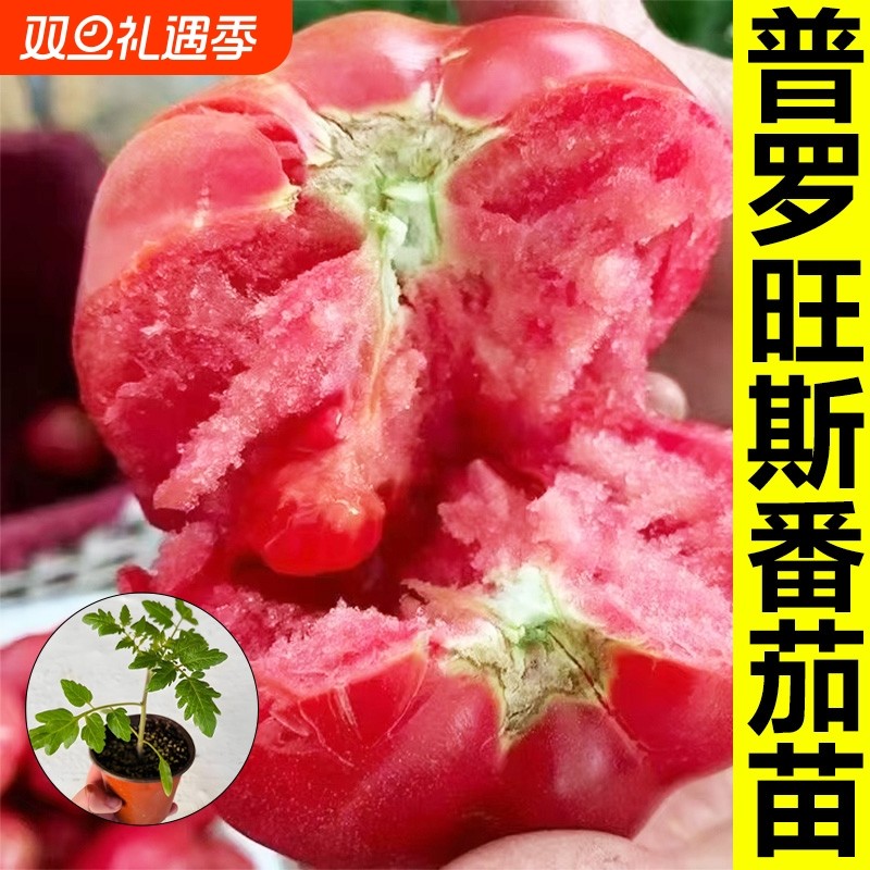 普罗旺斯西红柿苗秧大果沙瓤大粉嫁接番茄老品种山东寿光草莓蕃茄