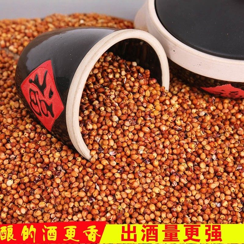 带皮红高梁新鲜红高粱米带皮高粱酿酒喂鸽子饲料杂粮