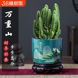 万重山盆栽仙人掌多肉植物仙人球好养易活室内办公室绿植四季常绿