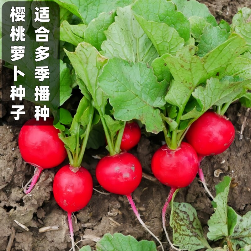 樱桃萝卜种子水果萝卜多季播种易活樱桃萝卜种籽阳台盆栽蔬菜种孑