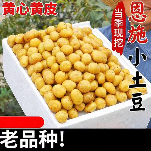 恩施小土豆新鲜马铃薯正宗黄心