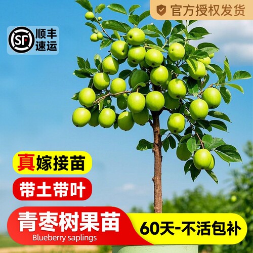 台湾牛奶青枣树果苗嫁接苗活