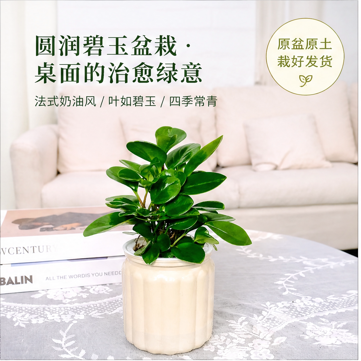 碧玉盆栽带花苞室内桌面绿植盆景好养四季工位四季常青办公桌阳台图片