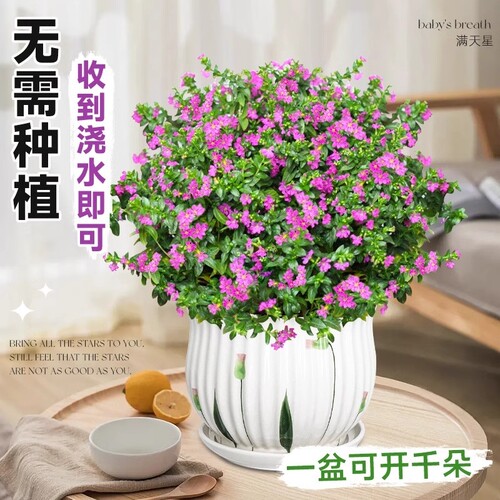 满天星水培盆栽办公室桌摆开花植物阳台新手好养活庭院花园绿植