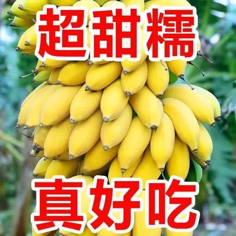 现摘广西小米蕉蕉当季新鲜水果整箱香蕉批发粉蕉甜糯薄皮发货包邮