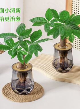 水培植物发财树盆栽万年萝室内绿植好养植物客厅净化空气花卉桌面
