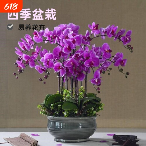 蝴蝶兰花苗包邮盆栽四季