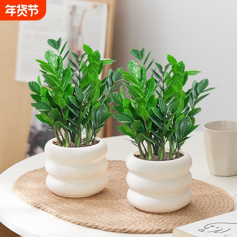 金钱树盆栽四季好养室内客厅阳台绿植净化空气办公室桌面植物花卉