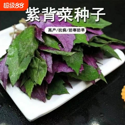 天然补血紫背菜种子观音天葵蔬菜种子血皮红背菜易种高产抗病种籽