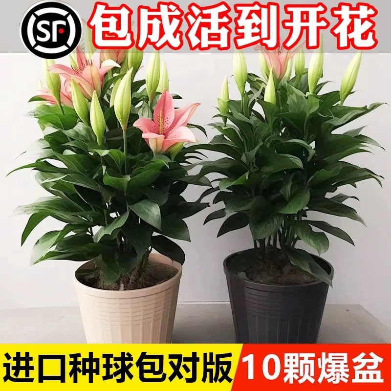 香水百合种球黄天霸特大百合种植苗盆栽花卉绿植耐寒好养四季开花