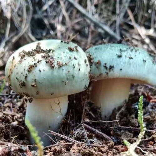 青头菌菌种种植包绿胎食