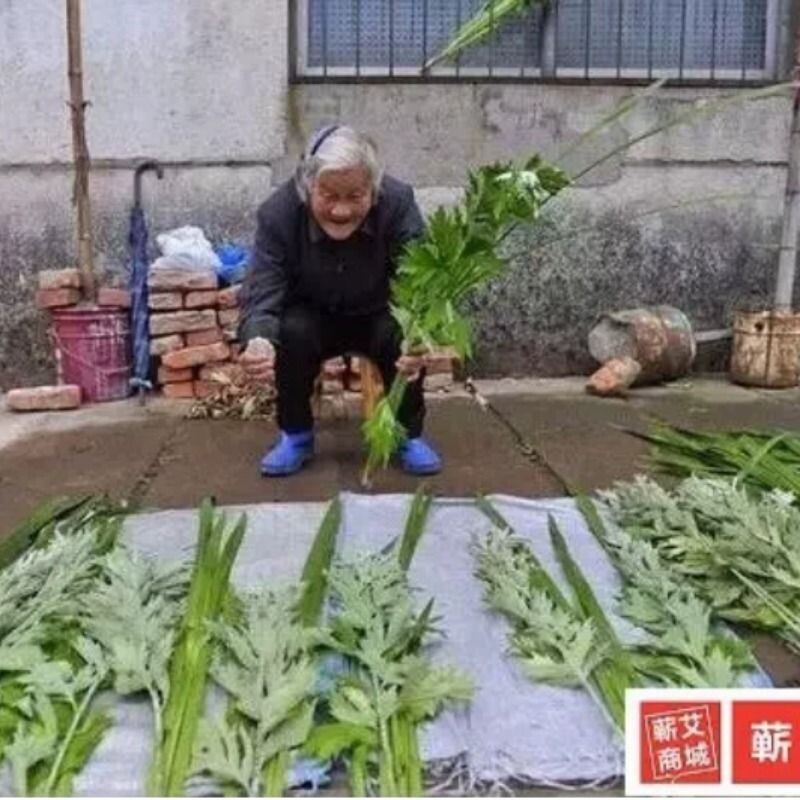 端午菖蒲艾蒿 艾叶菖蒲 门前挂新鲜艾草【艾草菖蒲】端午节挂饰