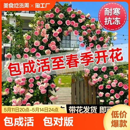 藤本月季花苗特大四季开花庭院植物盆栽玫瑰花卉爬藤蔷薇耐寒阳台