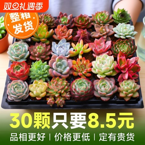 这是真便宜，多肉任你选